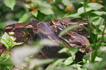 A huge snake is hiding in the bushes
