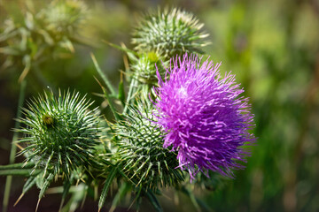 Flowering prickly thistle on the summer field