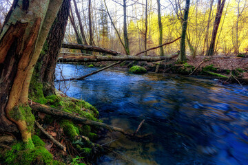 Leśna rzeka © Robert
