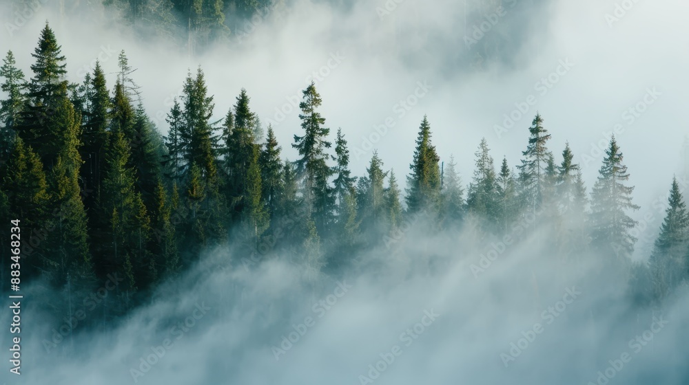 Poster Thick fog diffuses through a dense forest situated on the side of a hill, creating a mystical atmosphere that emphasizes the secluded, untouched charm of nature.