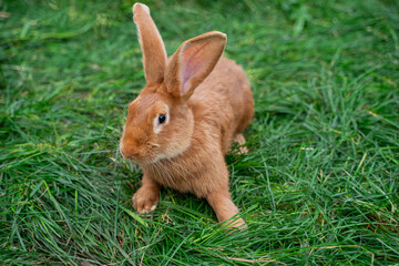 Burgundy red rabbit- medium sized rabbit sits on green grass on sunny day before Easter