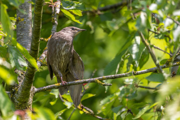 junger Star sitzt auf einem Ast