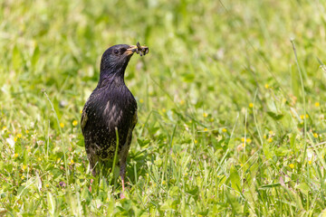 Star bei der Futtersuche auf einem Feld, mit Wurm im Schnabel
