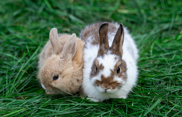 Two dwarf fox and white with brown spots colored rabbits sit on a green grass on a sunny day before Easter