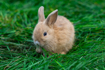 Colored dwarf rabbit fox sits on a green grass on a sunny day before Easter