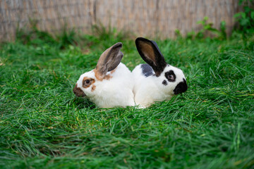 Strokach white with black and brown spots Checkerd Gigantic - large rabbits sit on green grass on sunny day before Easter