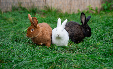 Three new zealand red white black rabbits sit on green grass on a sunny day before Easter