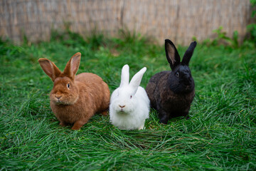 Three new zealand red white black rabbits sit on green grass on a sunny day before Easter