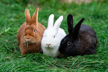 Three new zealand red white black rabbits sit on green grass on a sunny day before Easter