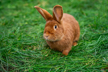 New zealand red rabbit sits on green grass on a sunny day before Easter