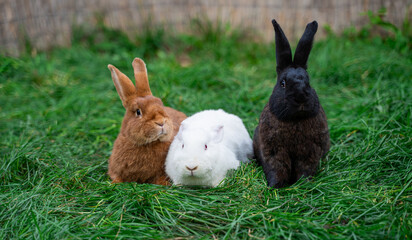 Three new zealand red white black rabbits sit on green grass on a sunny day before Easter