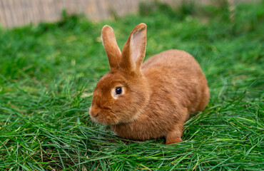 New zealand red rabbit sits on green grass on a sunny day before Easter