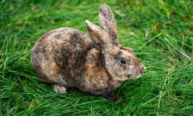Fototapeta premium Brown spotted rex rabbit sits on green grass on a sunny day before Easter