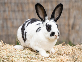 Black and white spotted rex rabbit sits on dry grass on a sunny day before Easter