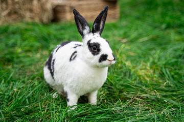 Black and white spotted rex rabbit sits on green grass on a sunny day before Easter