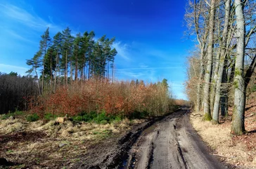 Fototapeten Leśna droga © Robert