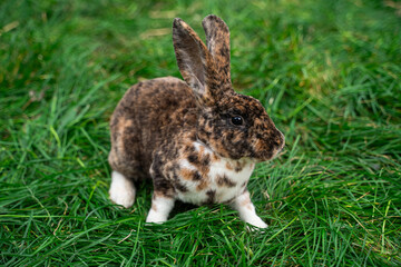Brown spotted rex rabbit sits on green grass on a sunny day before Easter