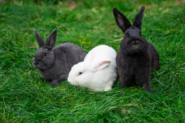 Obraz premium Three gray white black medium-sized rabbit pannon ram sit on green grass on a sunny day before Easter