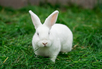 White medium-sized rabbit pannon ram sits on green grass on a sunny day before Easter