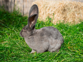 Grey giant rabbit sits on green grass on a sunny day before Easter