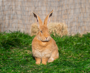 Red giant rabbit sits on green grass on a sunny day before Easter