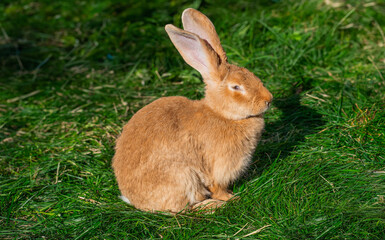 Red giant rabbit sits on green grass on a sunny day before Easter