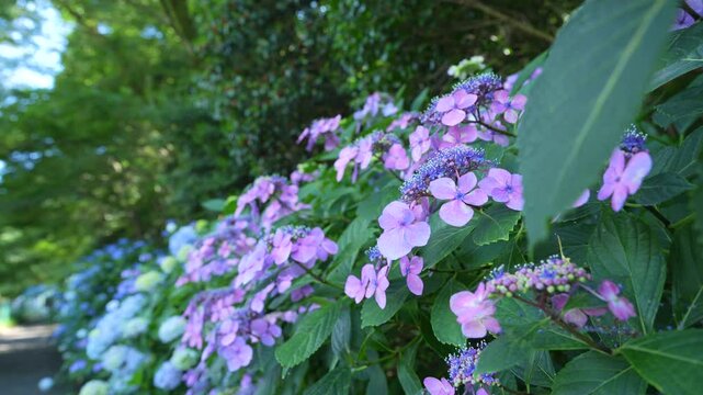 Macro shot of lacecap hydrangea