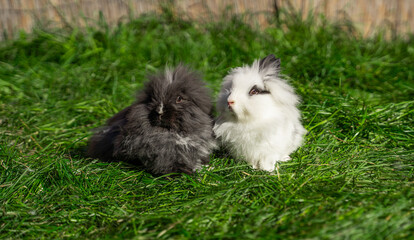 Two of Angora dwarf rabbit minor medium size white and grey sit on a green grass