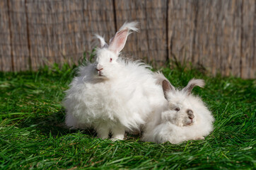 Two large sized Angora White gray rabbits sit on green grass on a sunny day before Easter