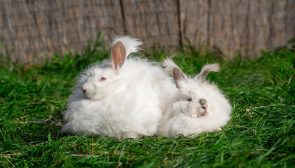 Two large sized Angora White gray rabbits sit on green grass on a sunny day before Easter