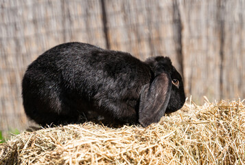 Large sized black rabbit lop-eared ram sitting on dry grass on a sunny day before Easter