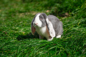 Large sized white grey rabbit lop-eared ram sitting on green grass on a sunny day before Easter