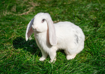 Large sized white rabbit lop-eared ram sitting on green grass on a sunny day before Easter, profile