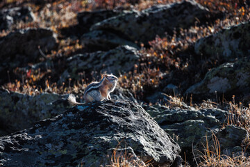Fototapeta premium Chipmunk on a rock