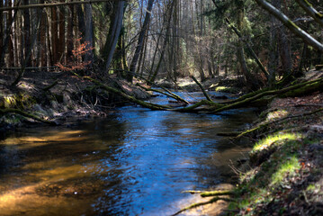 Leśna rzeka © Robert