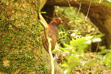 Copper Pheasant (Syrmaticus soemmerringii subrufus) male in Japan 