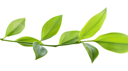 Obraz premium green leaves branch isolated on transparent background
