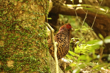Copper Pheasant (Syrmaticus soemmerringii subrufus) male in Japan 