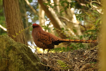 Copper Pheasant (Syrmaticus soemmerringii subrufus) male in Japan 
