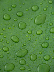 Close-up of Nuphar lutea (water lily, brandy bottle, cow lily) leaf with drops of water after the rain