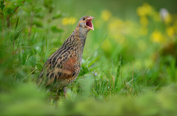 Corn crake bird ( Crex crex )