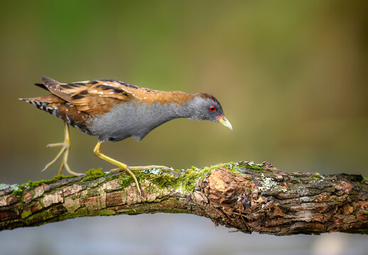 Little crake bird ( Porzana parva ) - male