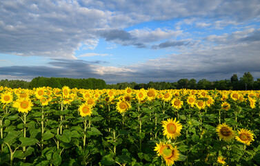 Sunflowers field over blue cloudy sky