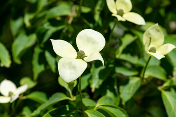 Naklejka premium Close up of kousa dogwood (cornus kousa) flowers in bloom