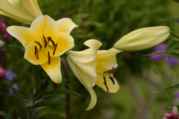 Obraz premium yellow lilies in the garden