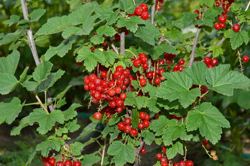 large harvest of red currants on a bush branch. red ripe berries among green leaves. delicious and healthy berries, full of vitamins and antioxidants. sweet and dessert for children and adults