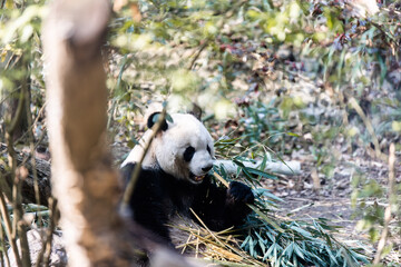 giant panda eating bamboo at the chengdu research center in china