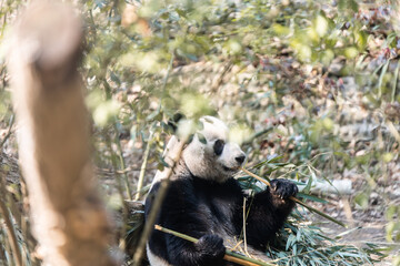 giant panda eating bamboo at the chengdu research center in china