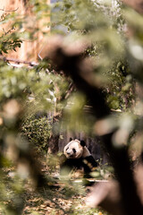 giant panda eating bamboo at the chengdu research center in china