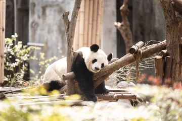 Gardinen Panda giant panda hanging on a tree at the chengdu research center in china  © Zach